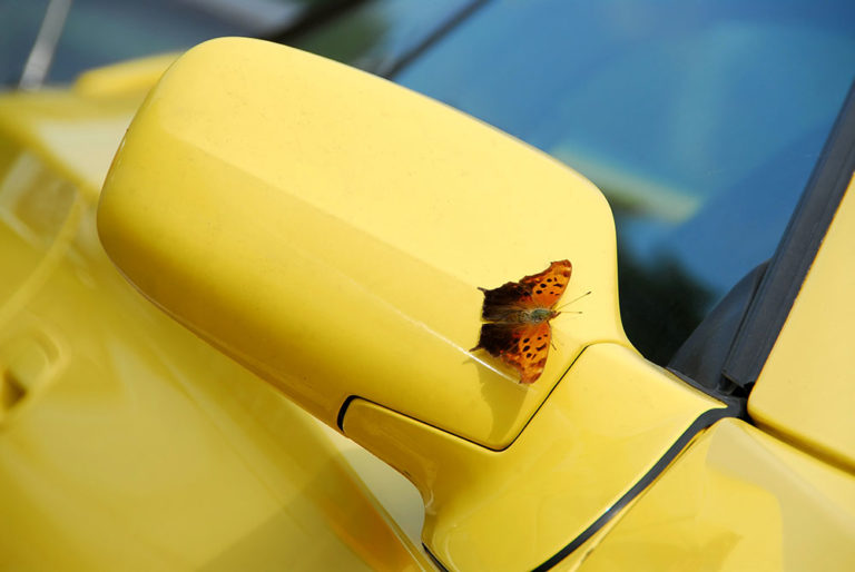 Removing Dead Insects From Your Car - Direct Paint and Collision