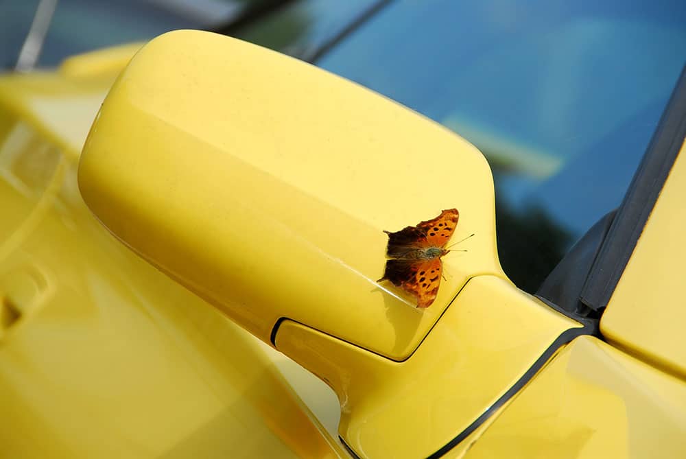 Removing Dead Insects From Your Car Direct Paint and Collision